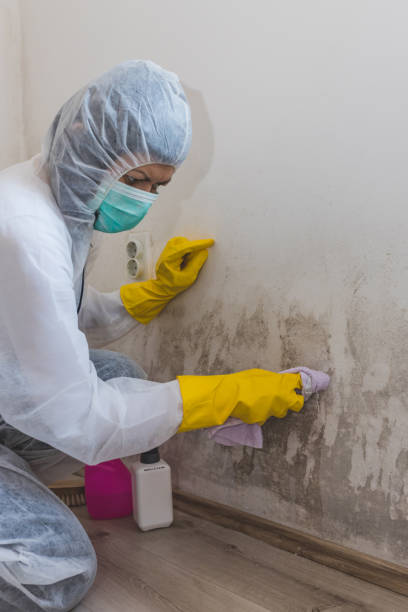 Best Commercial Mold Inspection  in Grayvle, IL